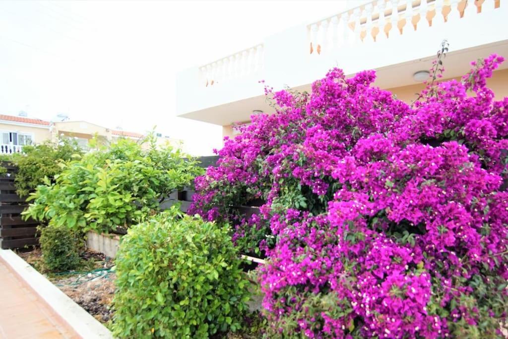 Central Pool-Side 2 Bedroom Apartment In Paphos Extérieur photo